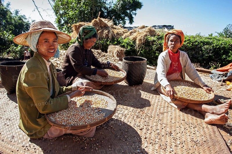 Local women from the tribe of the Pao sorting maize grains