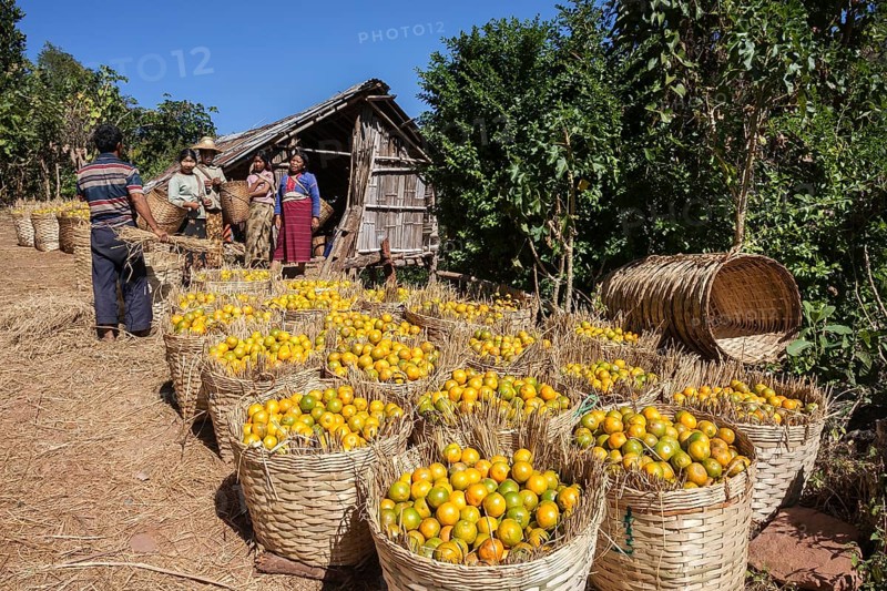 Palaung tribespeople during orange harvest