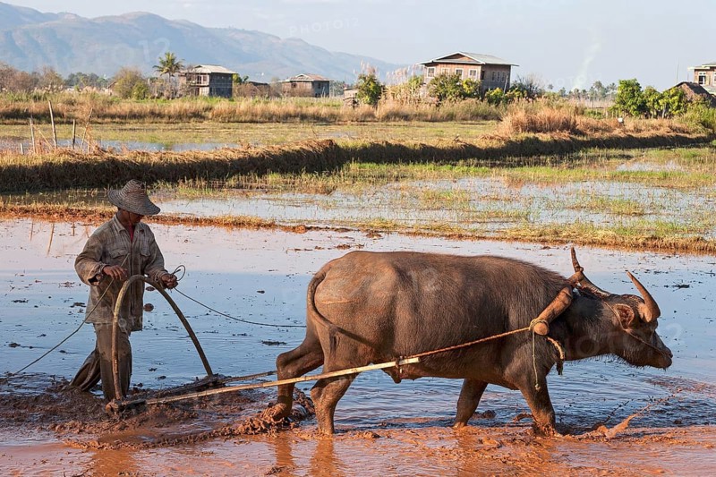 Local farmer plowing a rice field with water buffalo