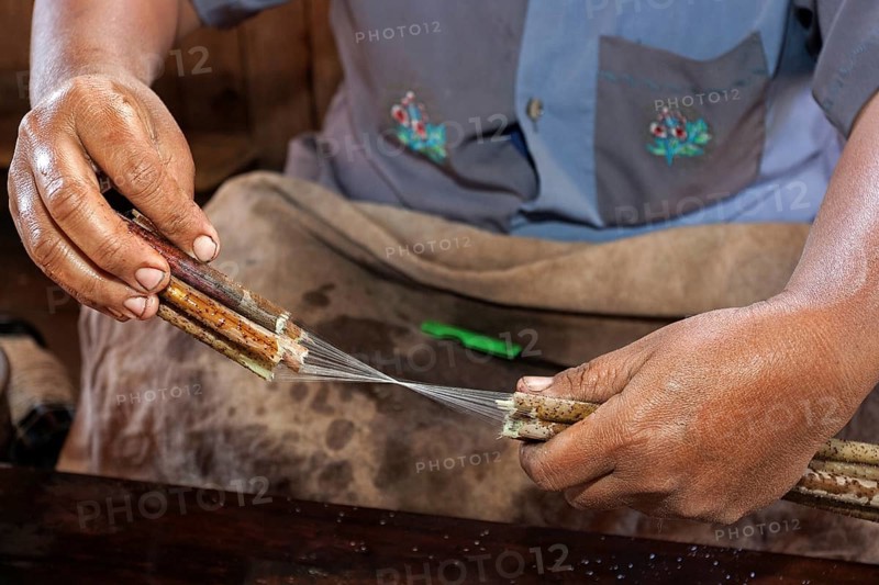 Production of threads from the stems of lotus plants