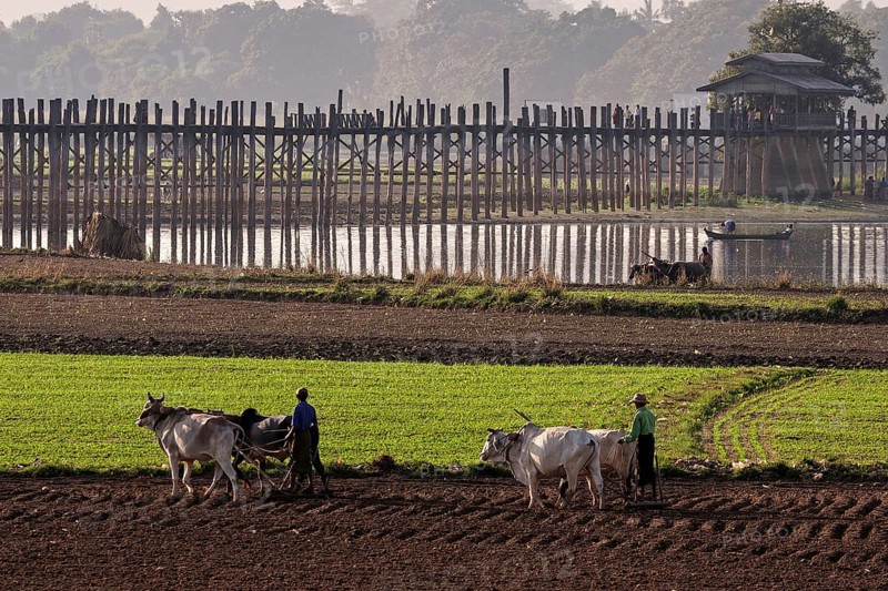 Local men plowing with oxen in the fields
