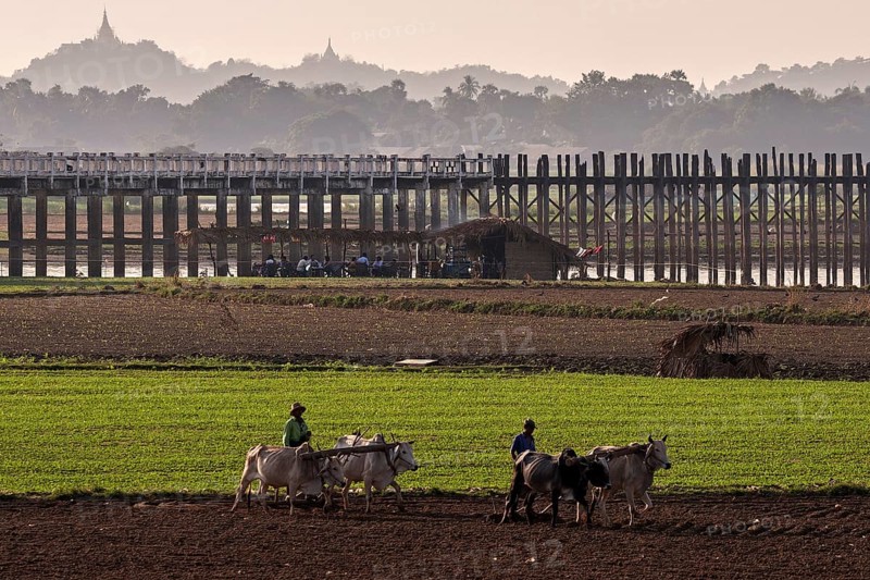 Local men plowing with oxen in the fields