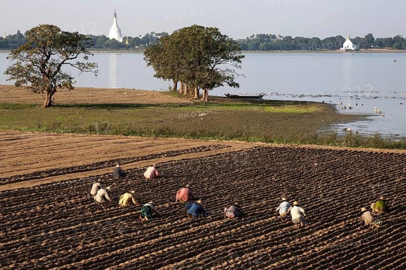 Local women working in the fields