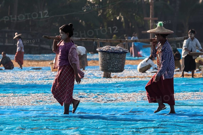 Local women carrying a basket full of fish with a bamboo pole