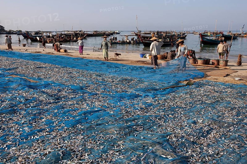 Fish spread out on blue nets to dry on the beach of the fishing village Ngapali