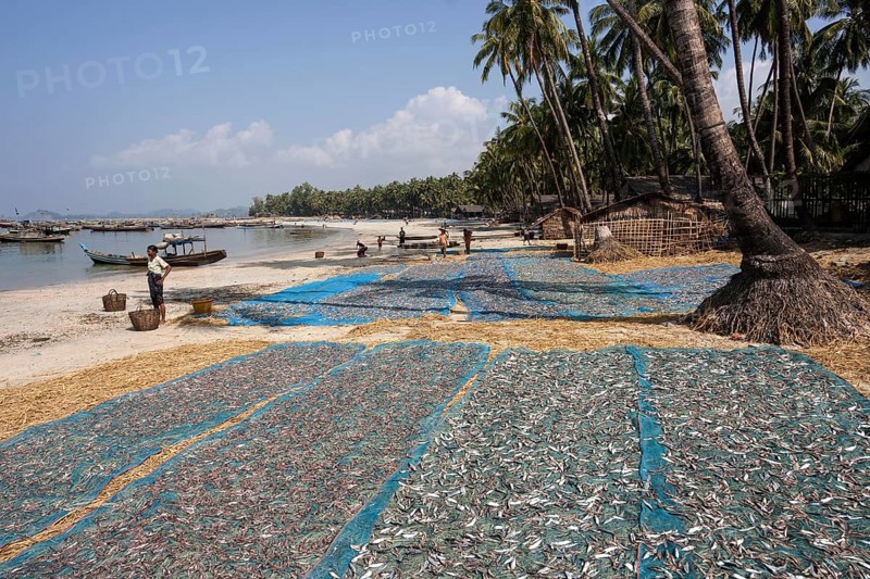 Fish spread out to dry on blue nets on the beach of the fishing village Ngapali