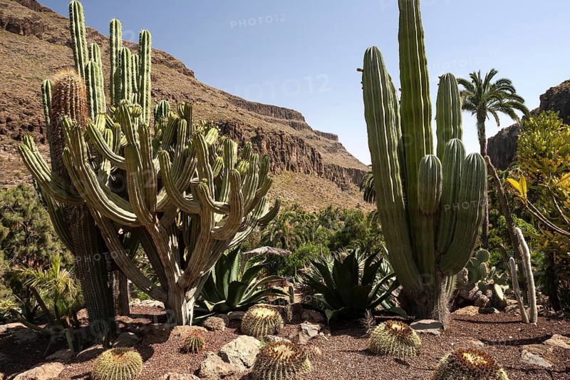 Various cacti