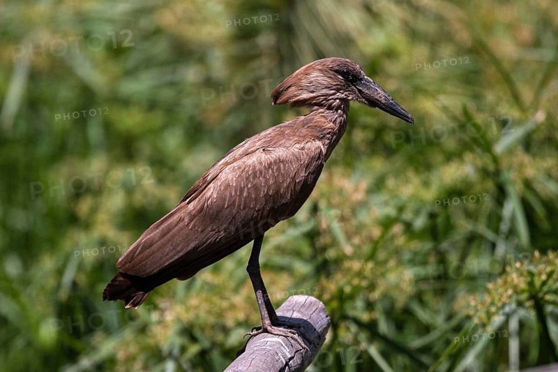 Hamerkop