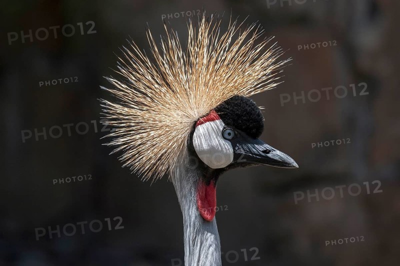 Black crowned crane