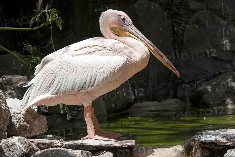 Pelican