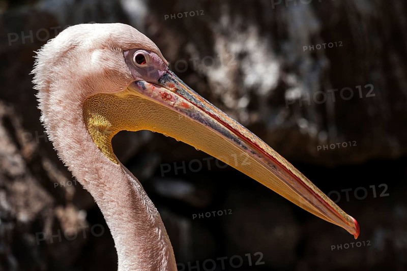 Pelican