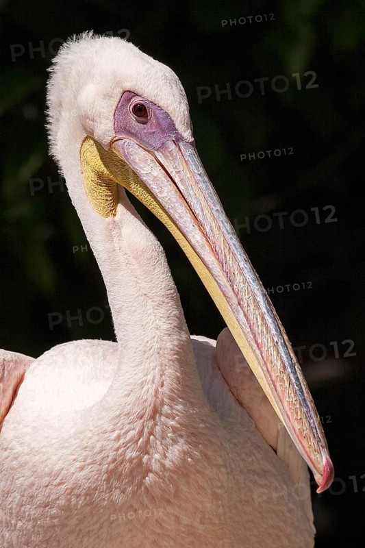 Pelican