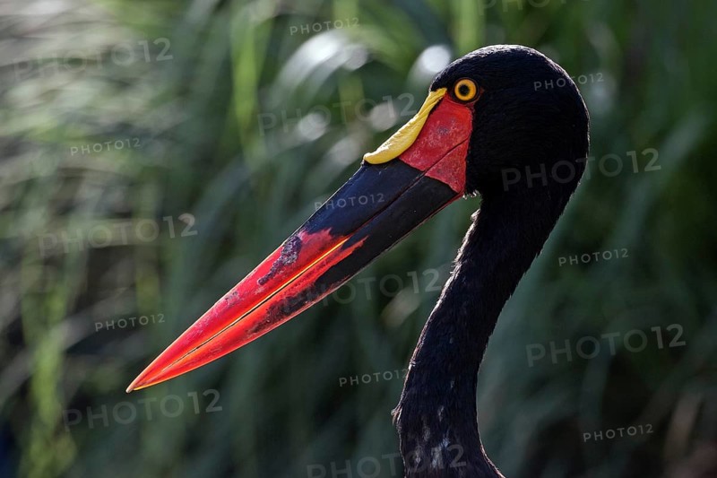 Saddle-billed stork