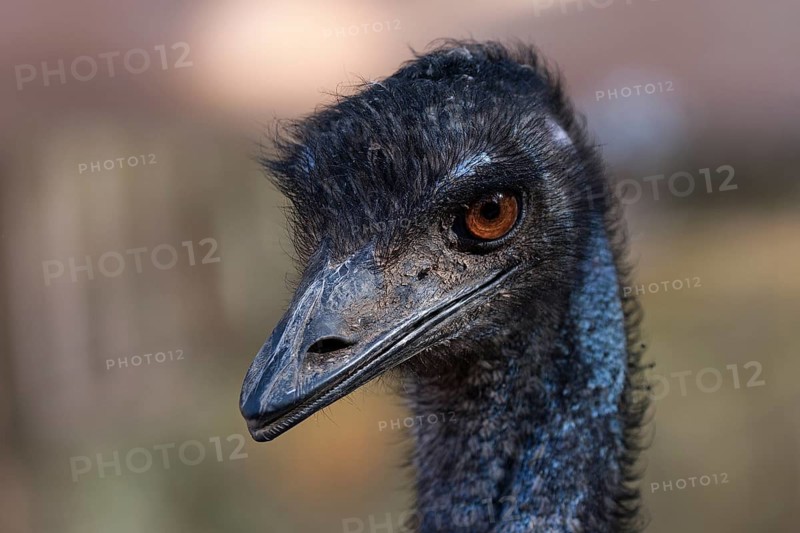 Emu