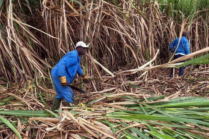 Sugar cane harvest