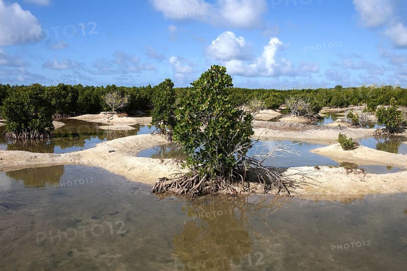 Landscape with mangroves
