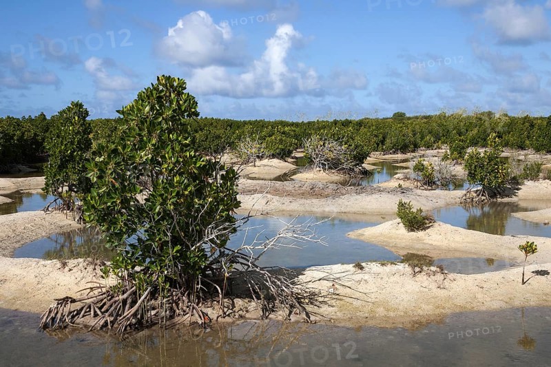 Landscape with mangroves