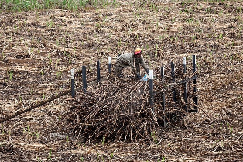 Local man stacking harvested sugar cane