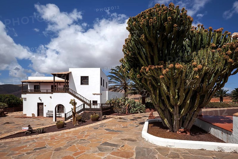 Candelabra tree