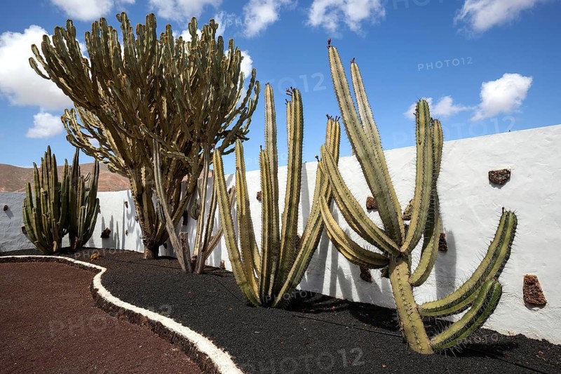 Cacti