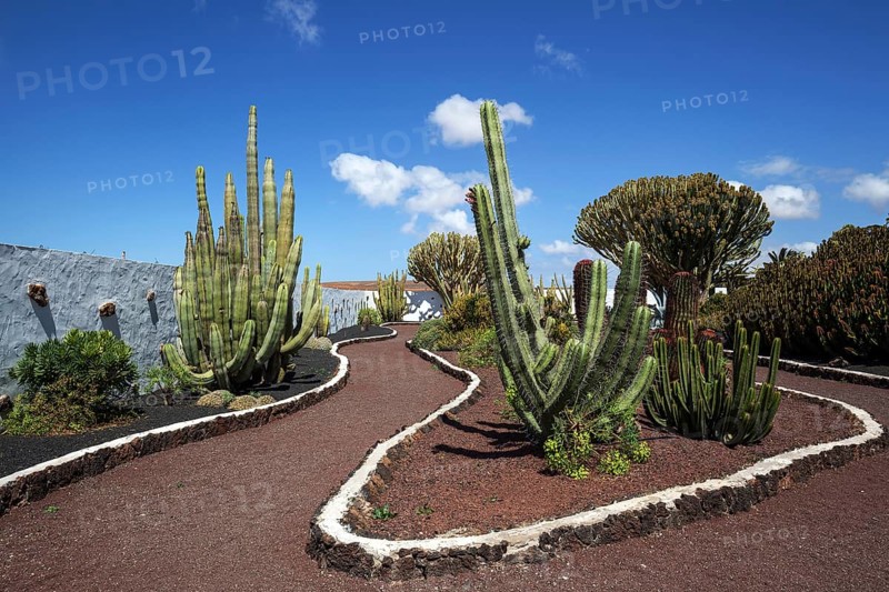 Cacti