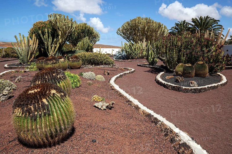 Cacti