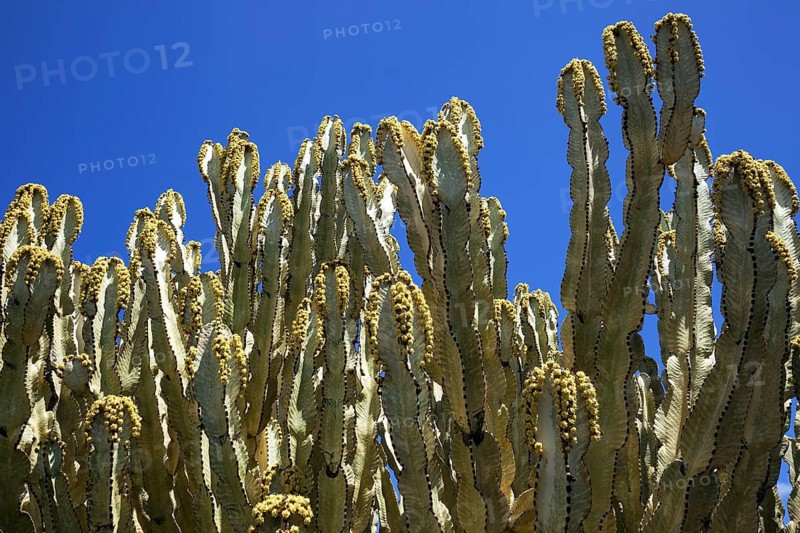 Candelabra trees