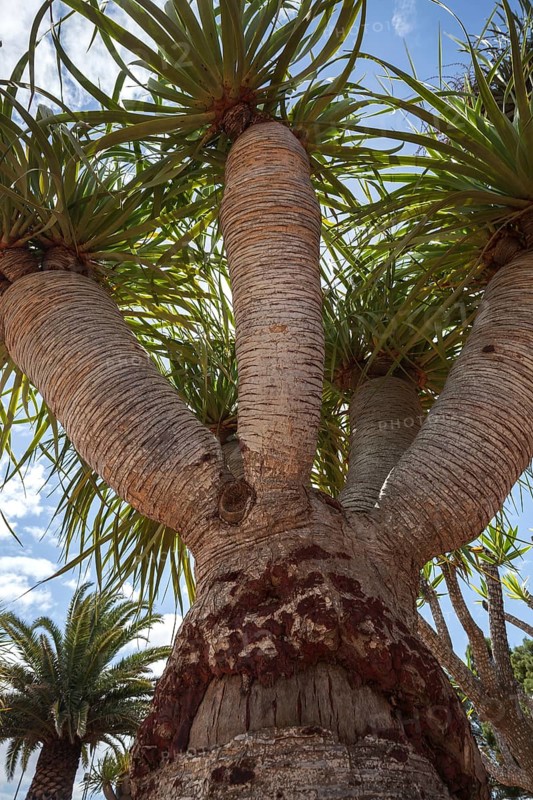Dragon tree
