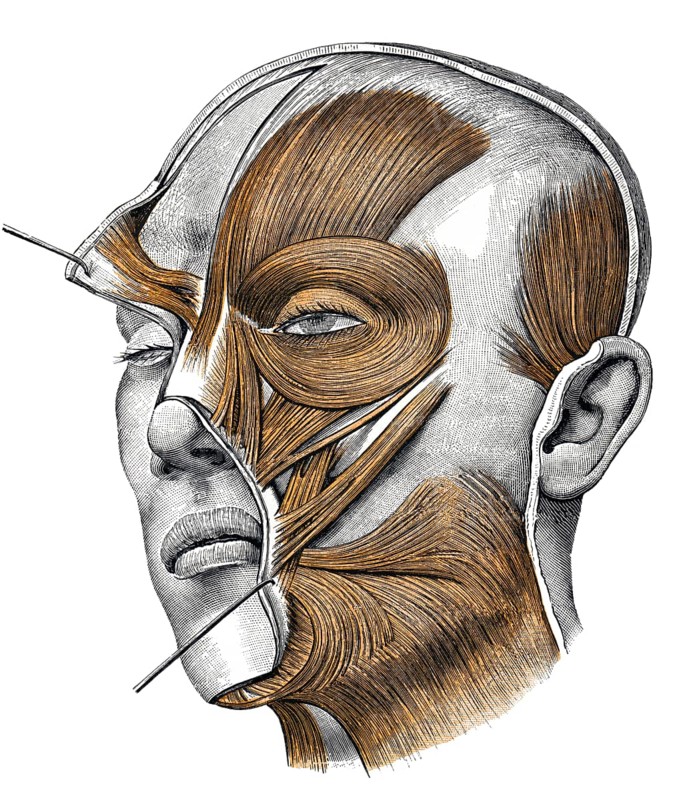 Facial expression muscles