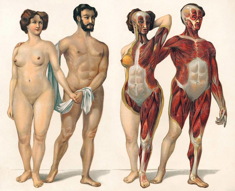Human superficial muscles