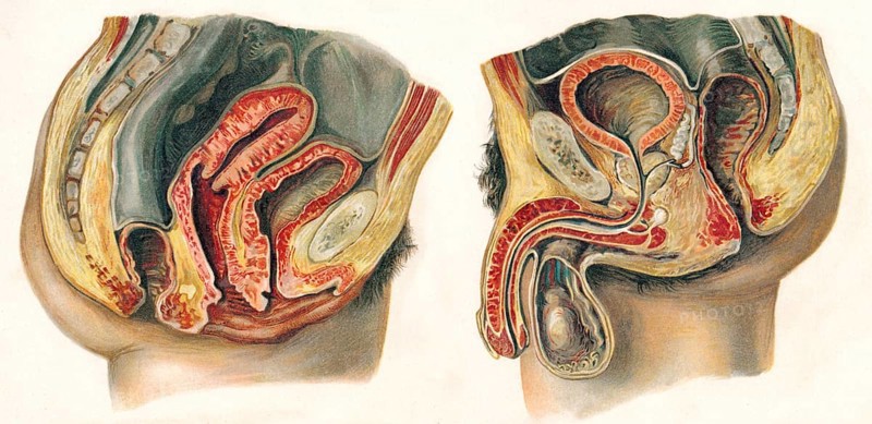 Section of female and male pelvis