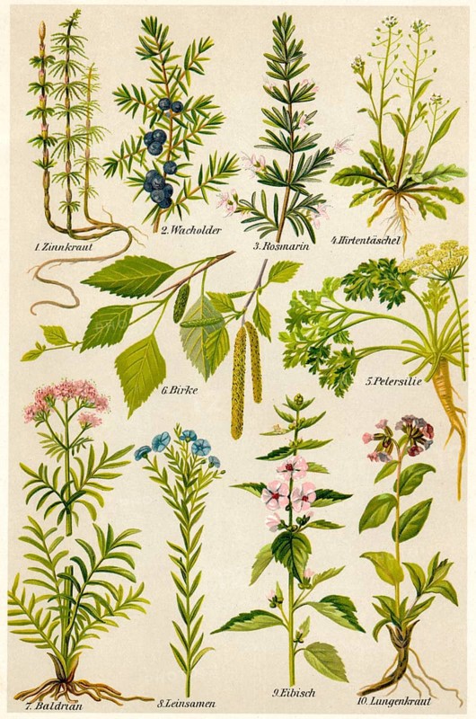 Illustration of medicinal plants