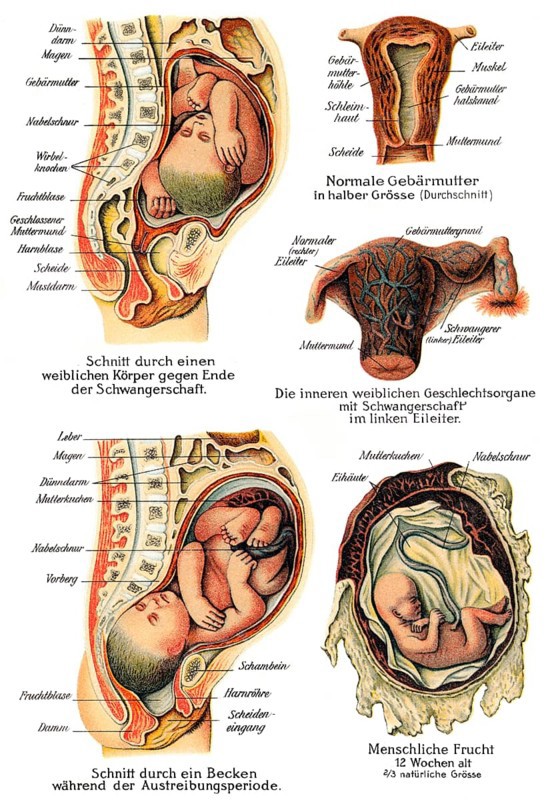 Pregnancy