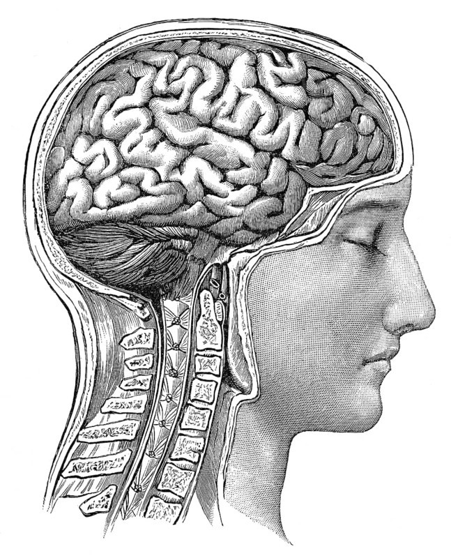 Human brain