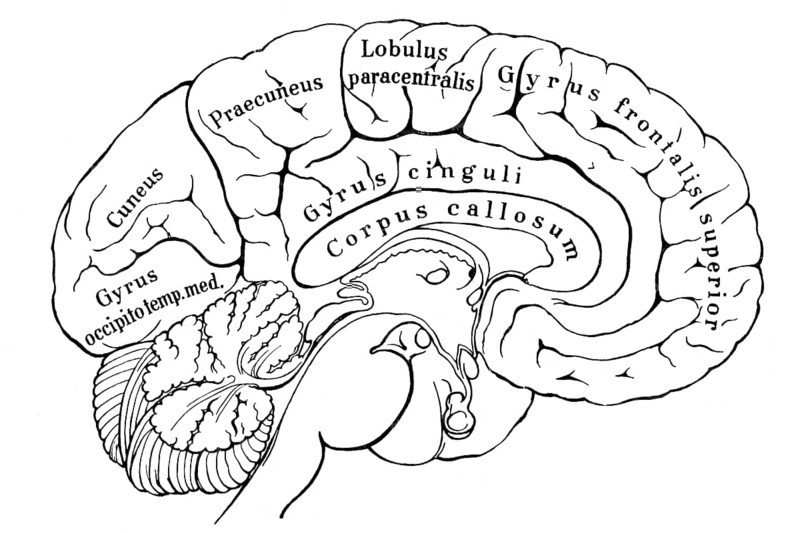 Section of left hemisphere of human cerebrum