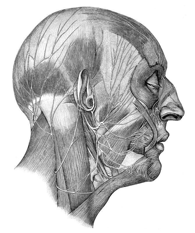 Human head and cranial nerves