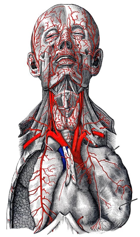 Arteries in head