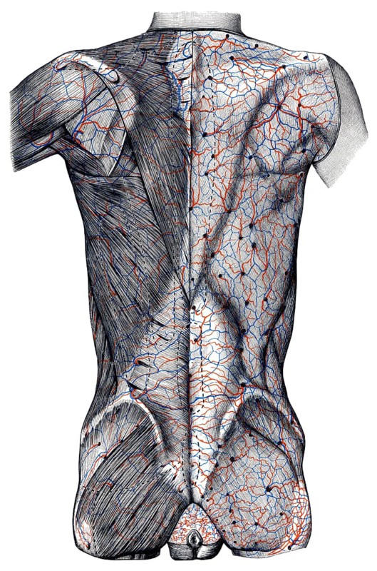 Veins in body