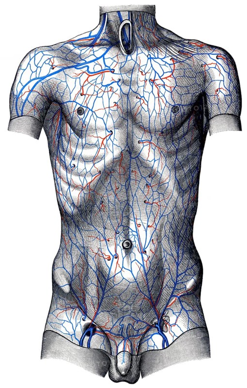 Veins in body