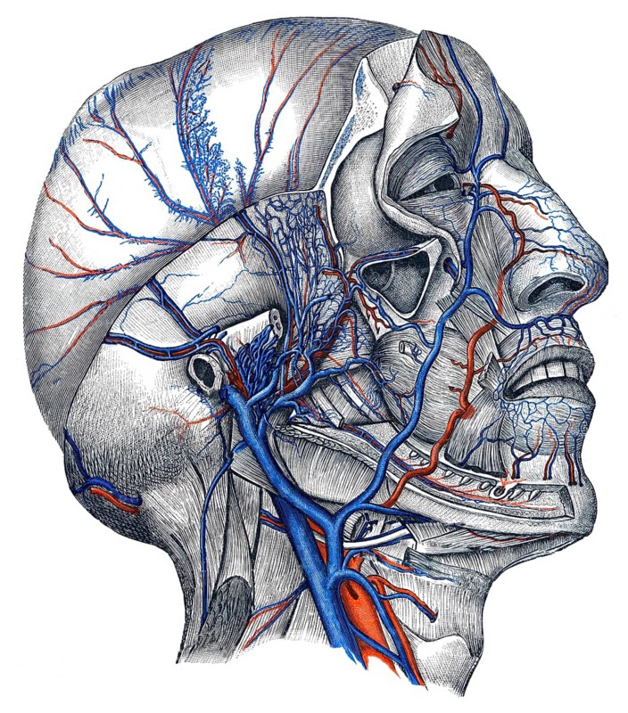 Veins in head