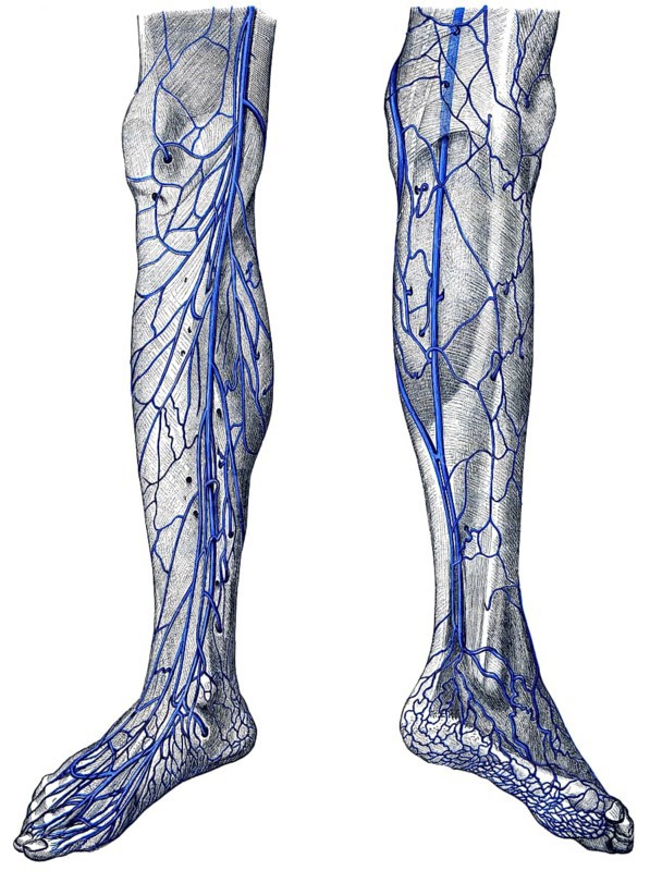 Veins in leg