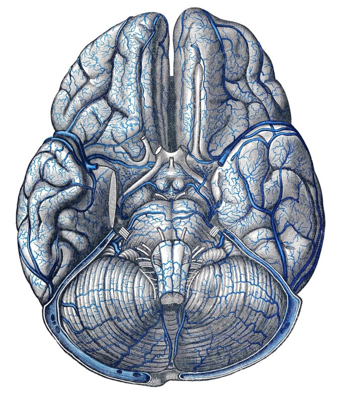 Veins in brain