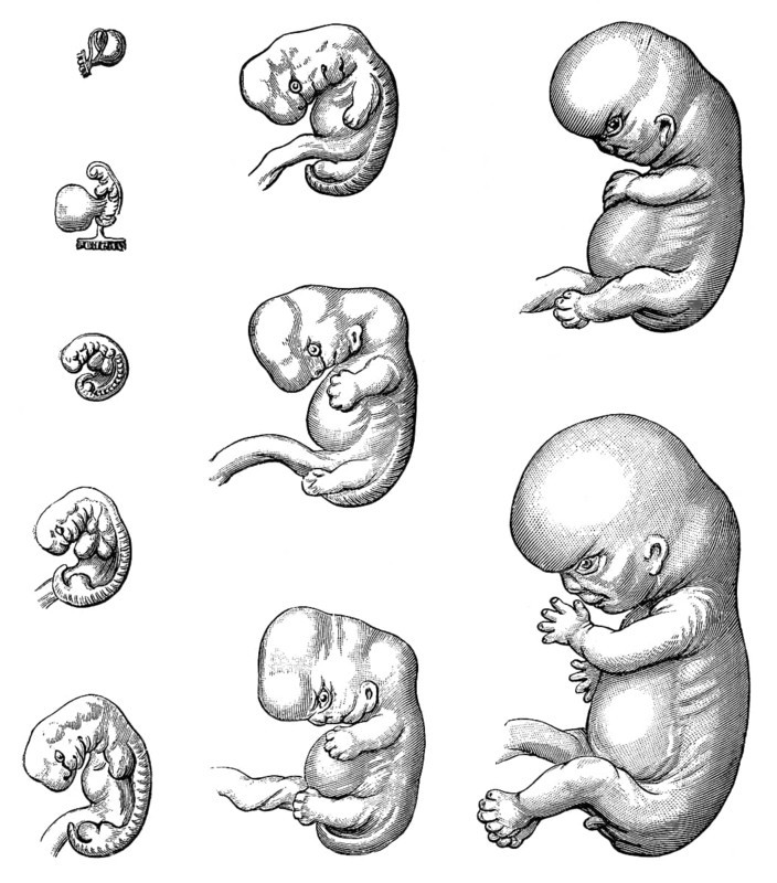 Development of embryo up to 9th week
