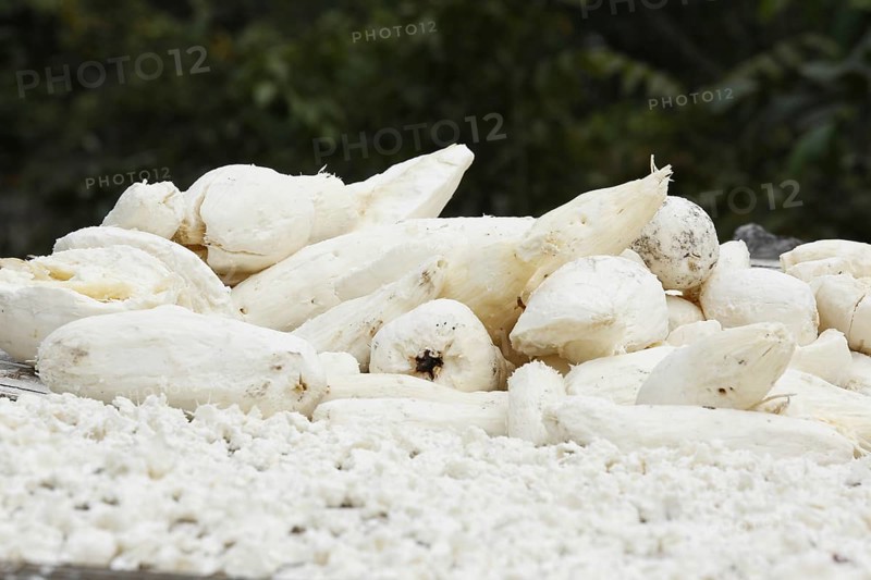 Cassava