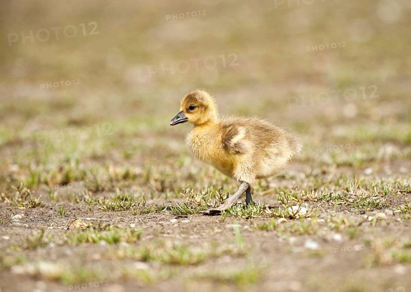 Greylag goose