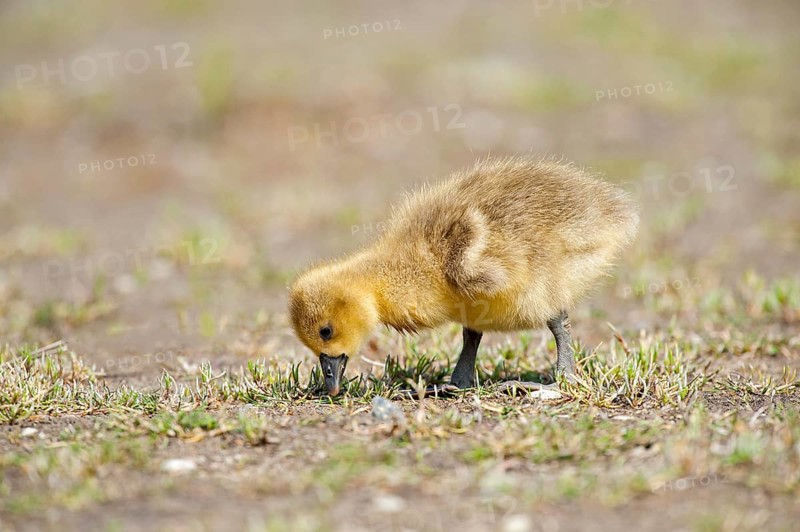 Greylag goose