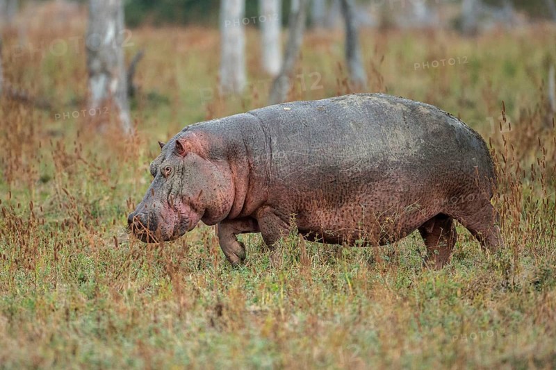 Hippopotamus