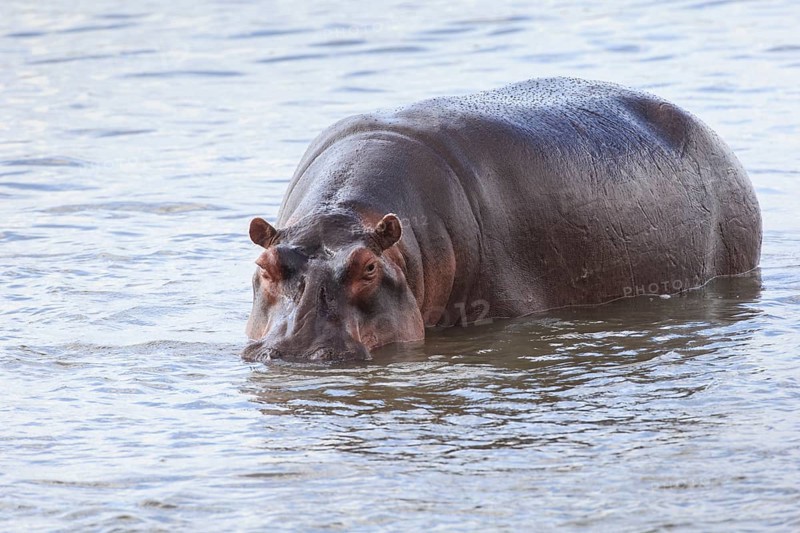 Hippopotamus