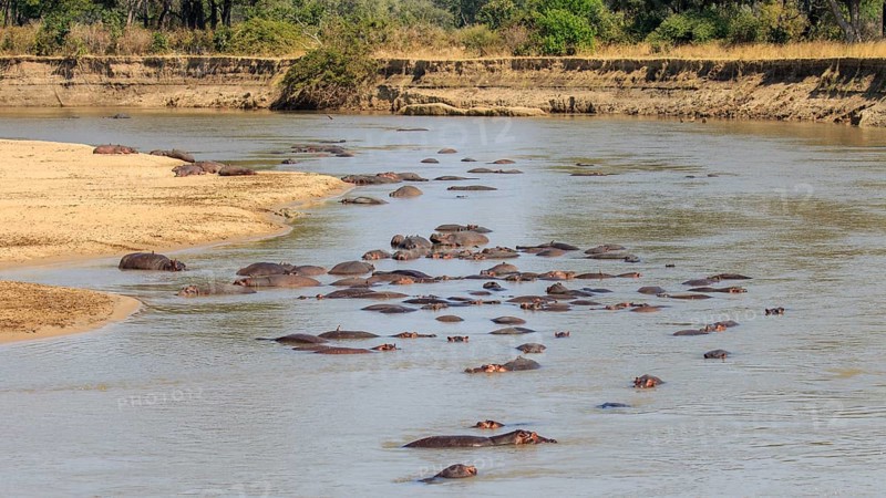 Hippopotamuses