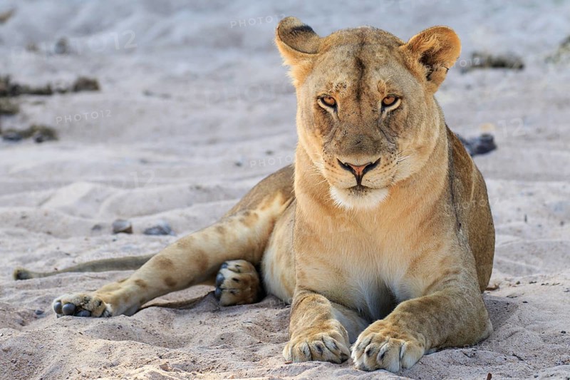 Lioness